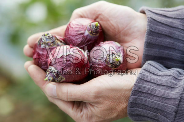 Hands holding hyacinth bulbs