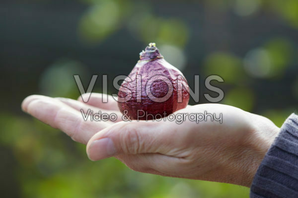 Hand holding hyacinth bulb