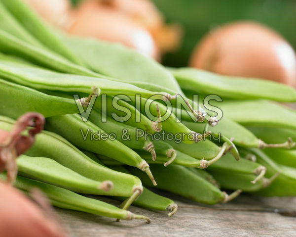Phaseolus vulgaris Phaseolus vulgaris