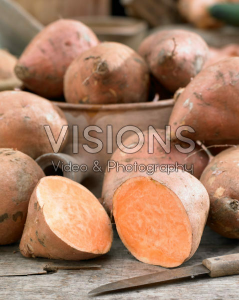 Ipomoea batatas Covington Ipomoea batatas Covington