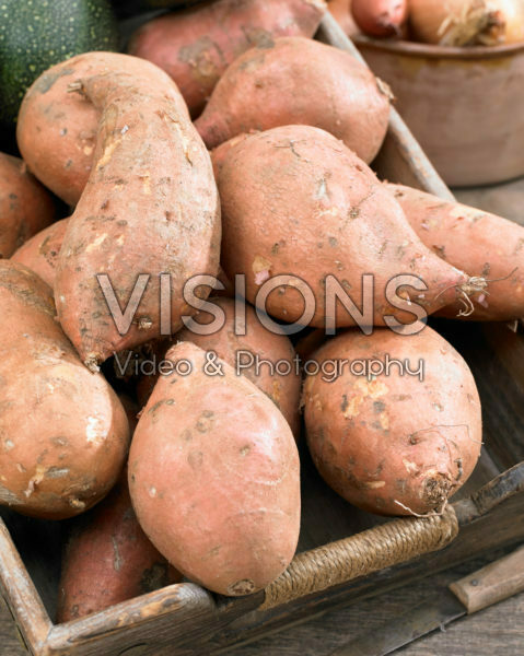 Ipomoea batatas Covington Ipomoea batatas Covington