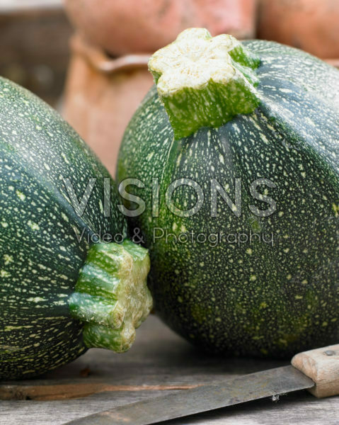 Cucurbita pepo Cucurbita pepo