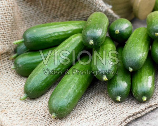 Cucumis sativus Cucumis sativus