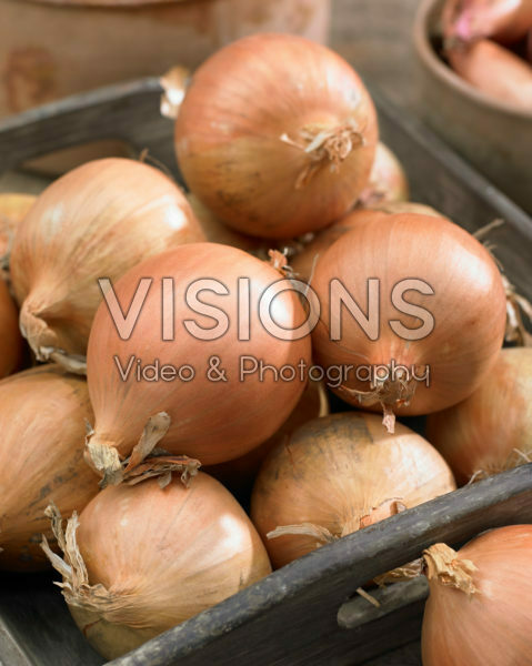 Allium cepa