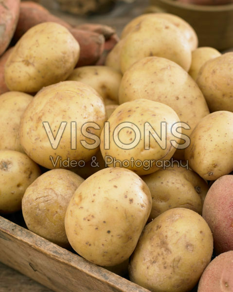 Solanum tuberosum Melody Solanum tuberosum Melody