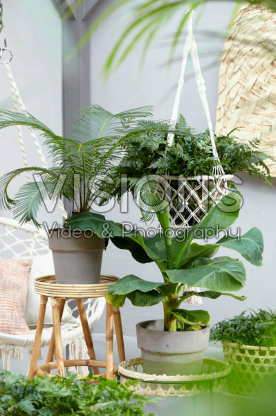Indoor plant collection Indoor plant collection