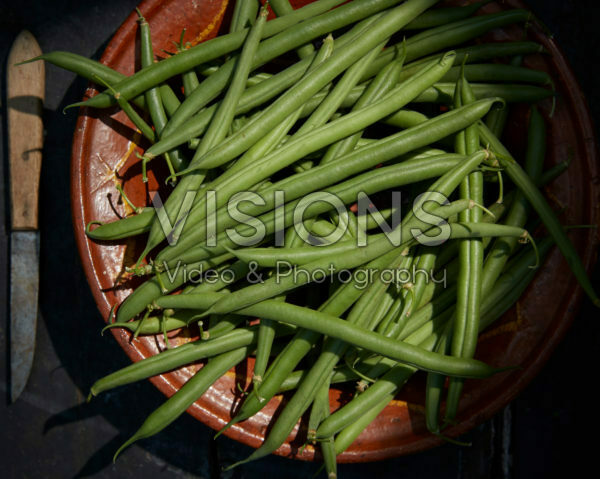 Phaseolus vulgaris Phaseolus vulgaris