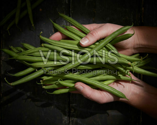 Phaseolus vulgaris