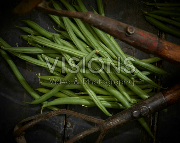 Phaseolus vulgaris