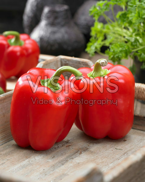 Capsicum annuum