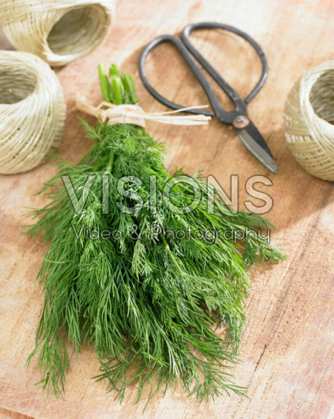 Anethum graveolens Anethum graveolens