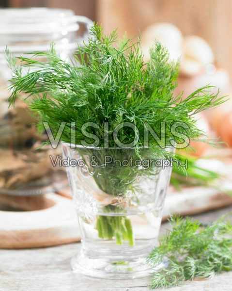 Anethum graveolens Anethum graveolens
