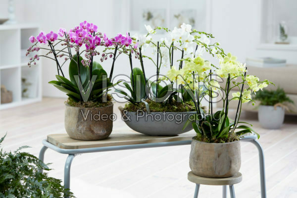 Phalaenopsis Multiflora combination Phalaenopsis Multiflora combination