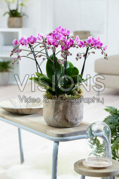 Phalaenopsis Multiflora Purple