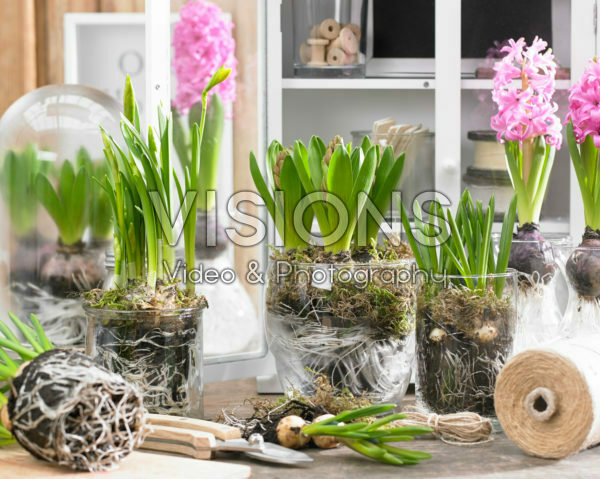 Spring flowers indoors