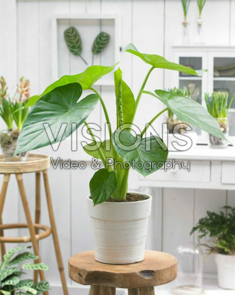 Alocasia macrorrhizos