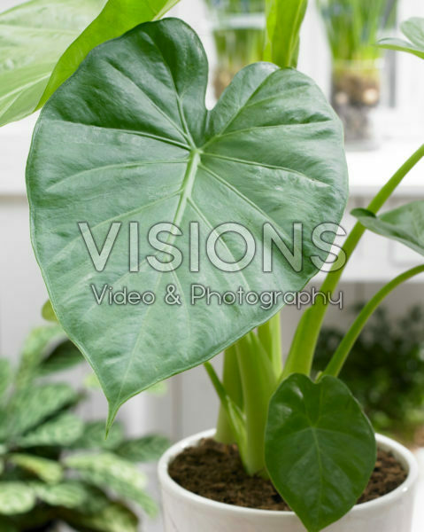 Alocasia macrorrhizos