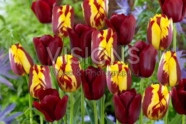 Tulipa Merida, Helmar Tulipa Merida, Helmar