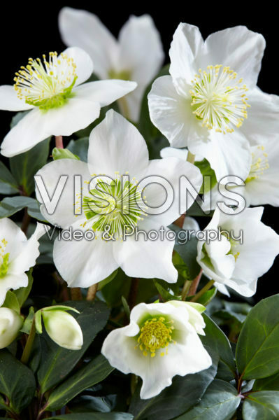 Helleborus niger Christmas Carol