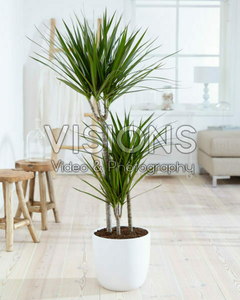 Dracaena marginata
