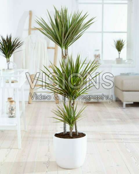Dracaena marginata Bicolor