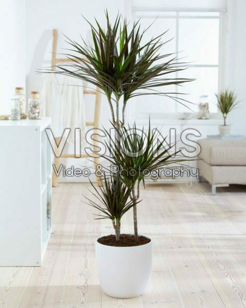 Dracaena marginata Magenta Dracaena marginata Magenta