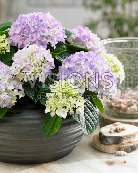 Hydrangea Tabletensia® paars Hydrangea Tabletensia® paars
