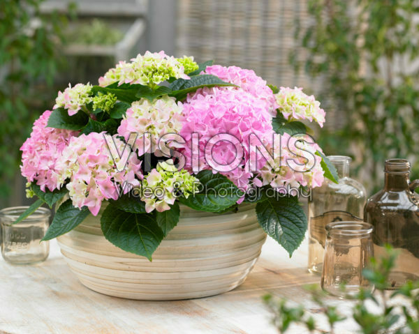 Hydrangea Tabletensia® pink Hydrangea Tabletensia® pink
