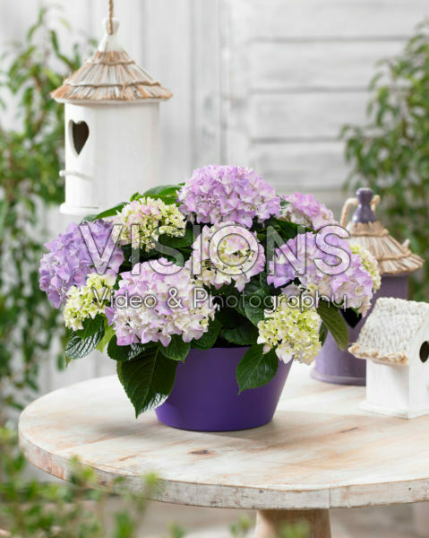 Hydrangea Tabletensia® purple
Hydrangea Tabletensia® purple