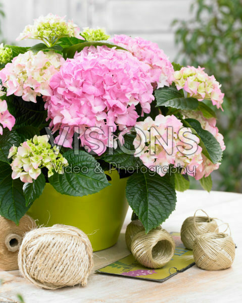 Hydrangea Tabletensia® roze Hydrangea Tabletensia® roze