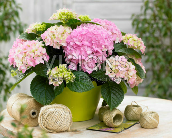 Hydrangea Tabletensia® roze Hydrangea Tabletensia® roze