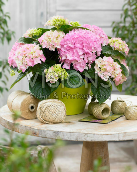 Hydrangea Tabletensia® pink Hydrangea Tabletensia® pink