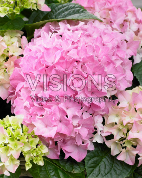 Hydrangea Tabletensia® roze Hydrangea Tabletensia® roze