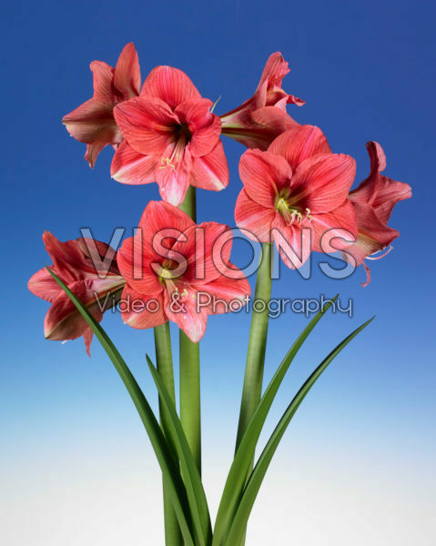 Hippeastrum Pink Panther Hippeastrum Pink Panther