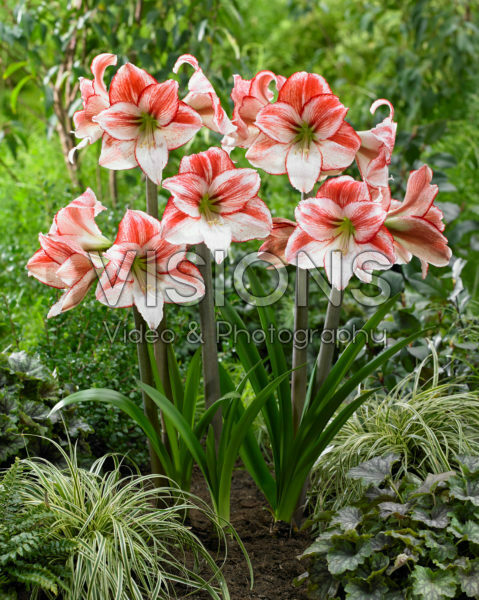 Hippeastrum Table Dance Hippeastrum Table Dance