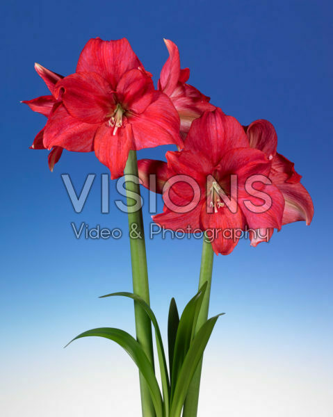 Hippeastrum Mastermind Hippeastrum Mastermind