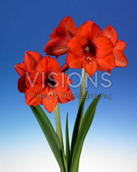 Hippeastrum Princes Margret