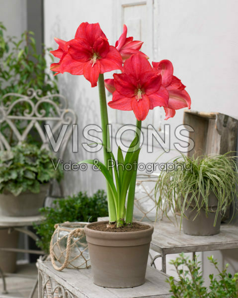 Hippeastrum Mastermind Hippeastrum Mastermind