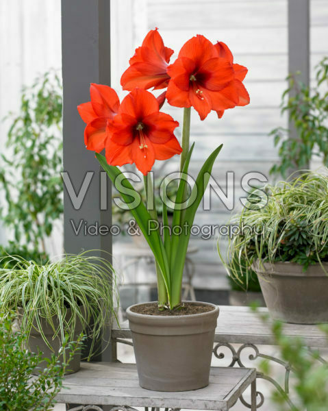Hippeastrum Princes Margret Hippeastrum Princes Margret