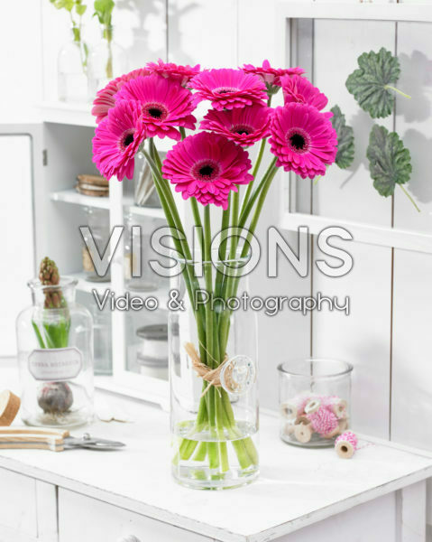 Gerbera roze Gerbera roze
