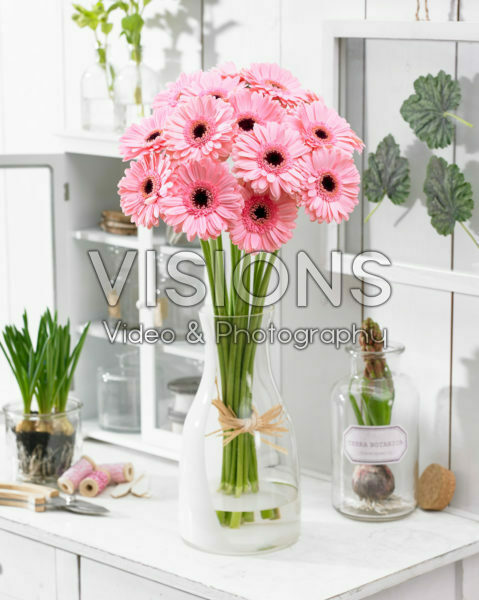 Gerbera Germini roze