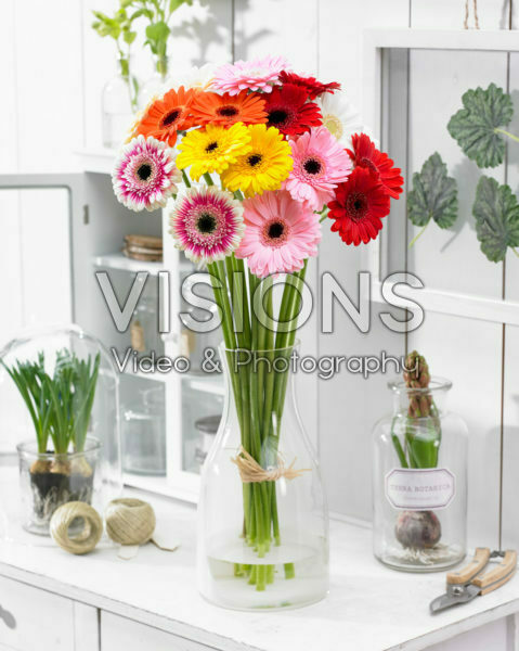 Gerbera Germini gemengd Gerbera Germini gemengd