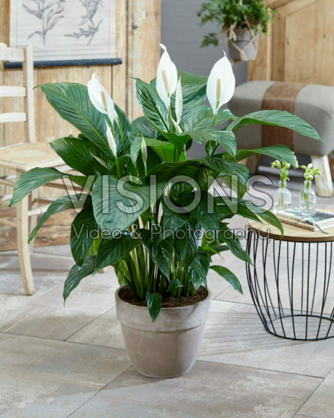 Spathiphyllum Sweet Lauretta Spathiphyllum Sweet Lauretta