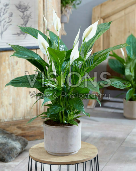 Spathiphyllum Vivaldi