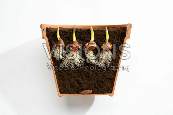 Tulipa bollen in pot Tulipa bollen in pot