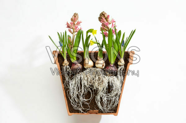Voorjaarsbollen in pot