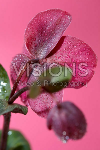 Helleborus Anna's Red Helleborus Anna's Red