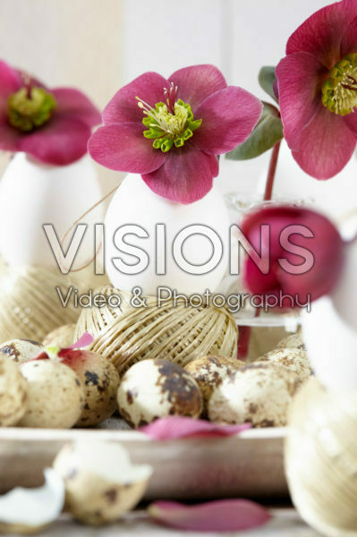 Helleborus Anna's Red