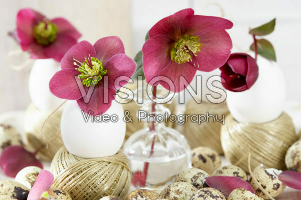 Helleborus Anna's Red Helleborus Anna's Red