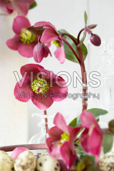 Helleborus Anna's Red Helleborus Anna's Red